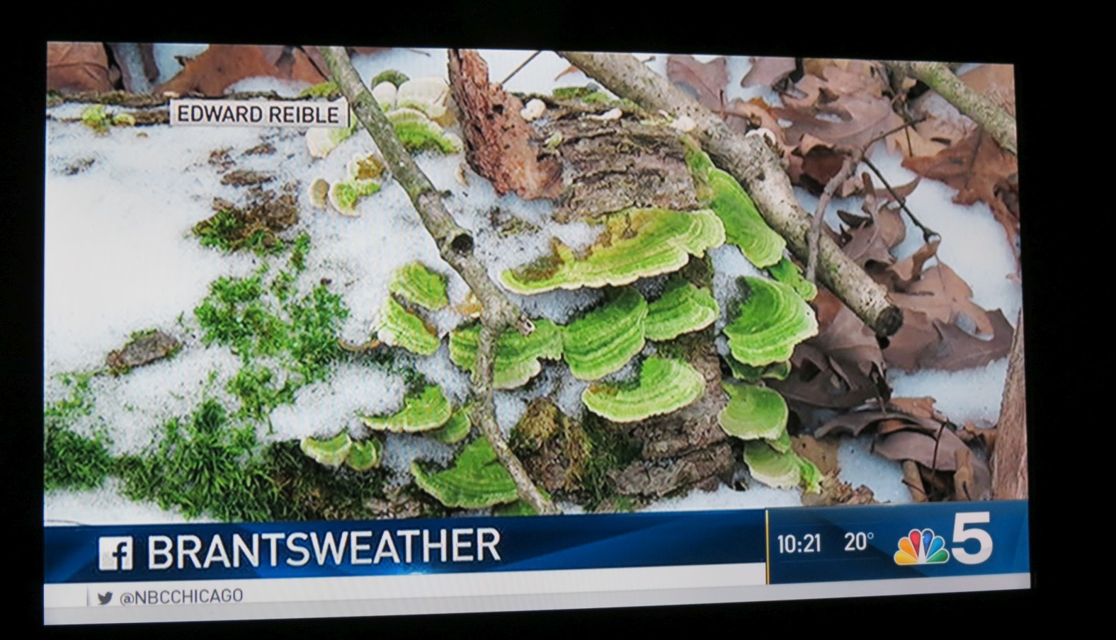 fungus tv shot.jpg
