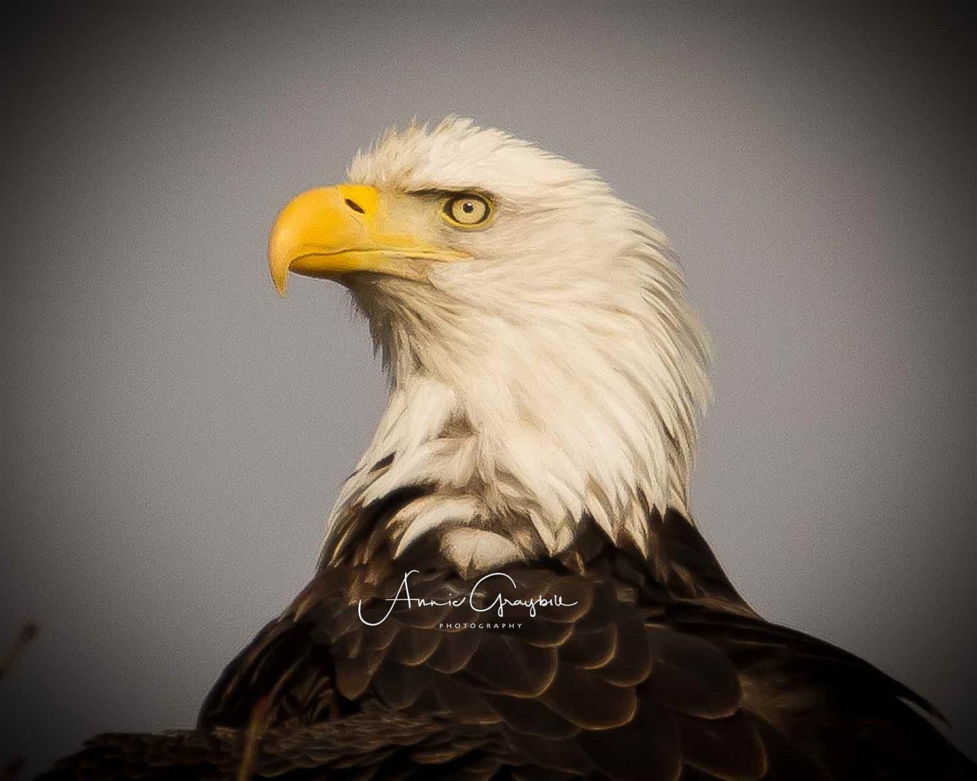 Bald Eagle 2.jpg