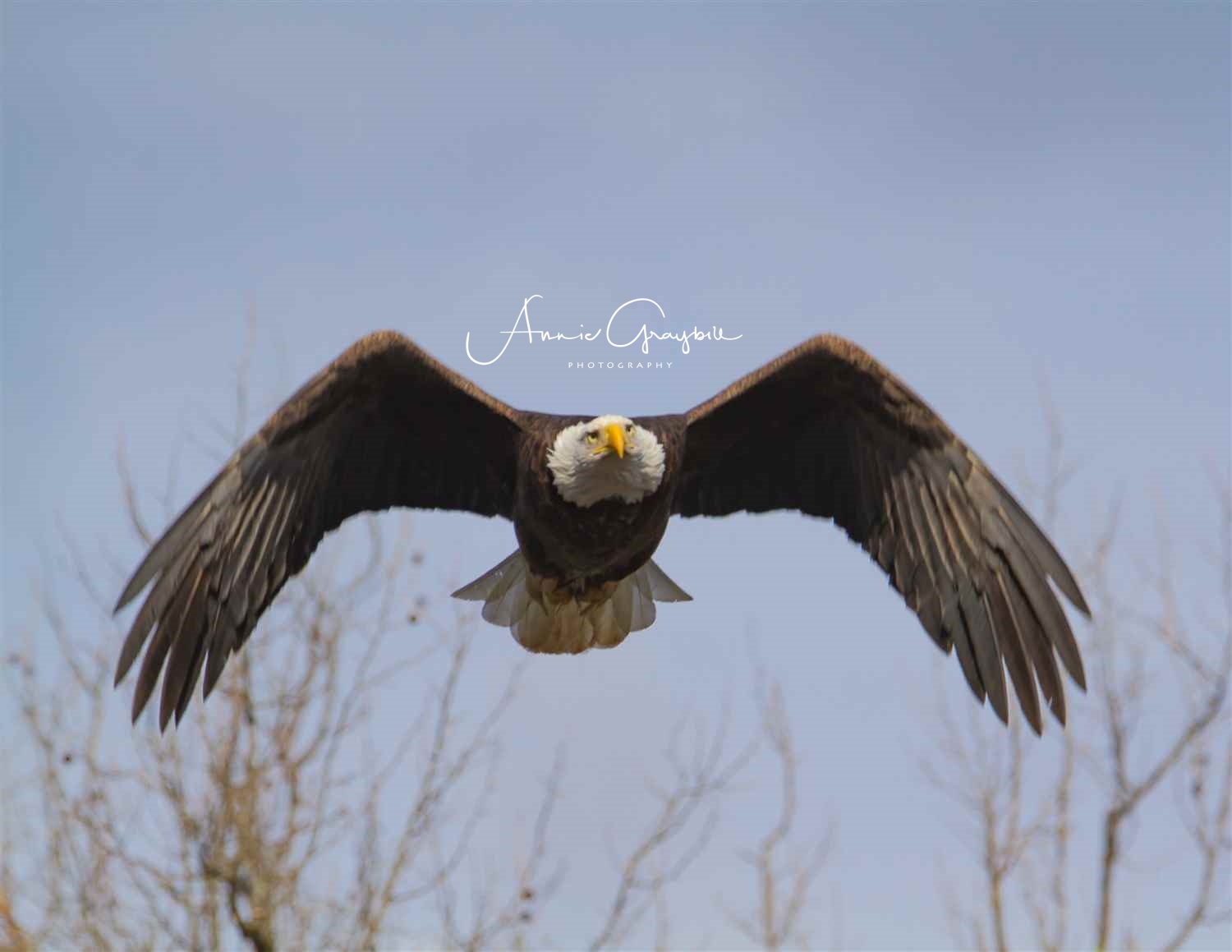 Bald Eagle in Flight.jpg
