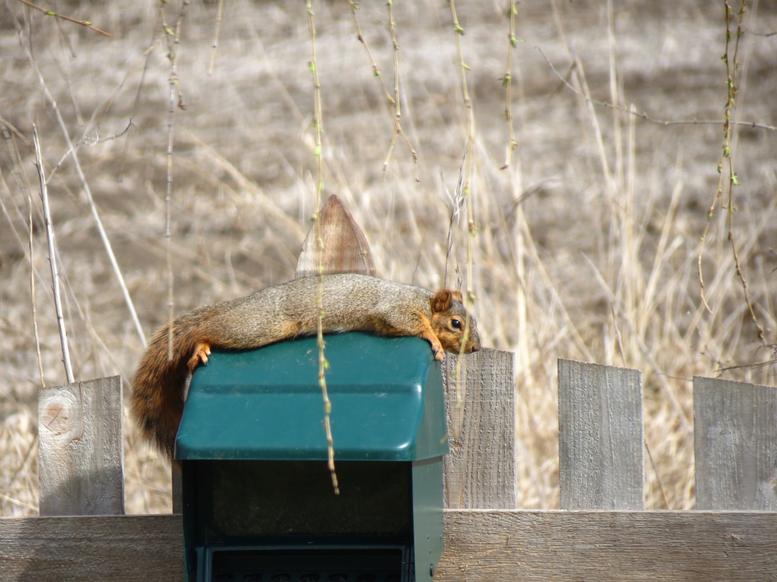 IMG_3912sc.jpg