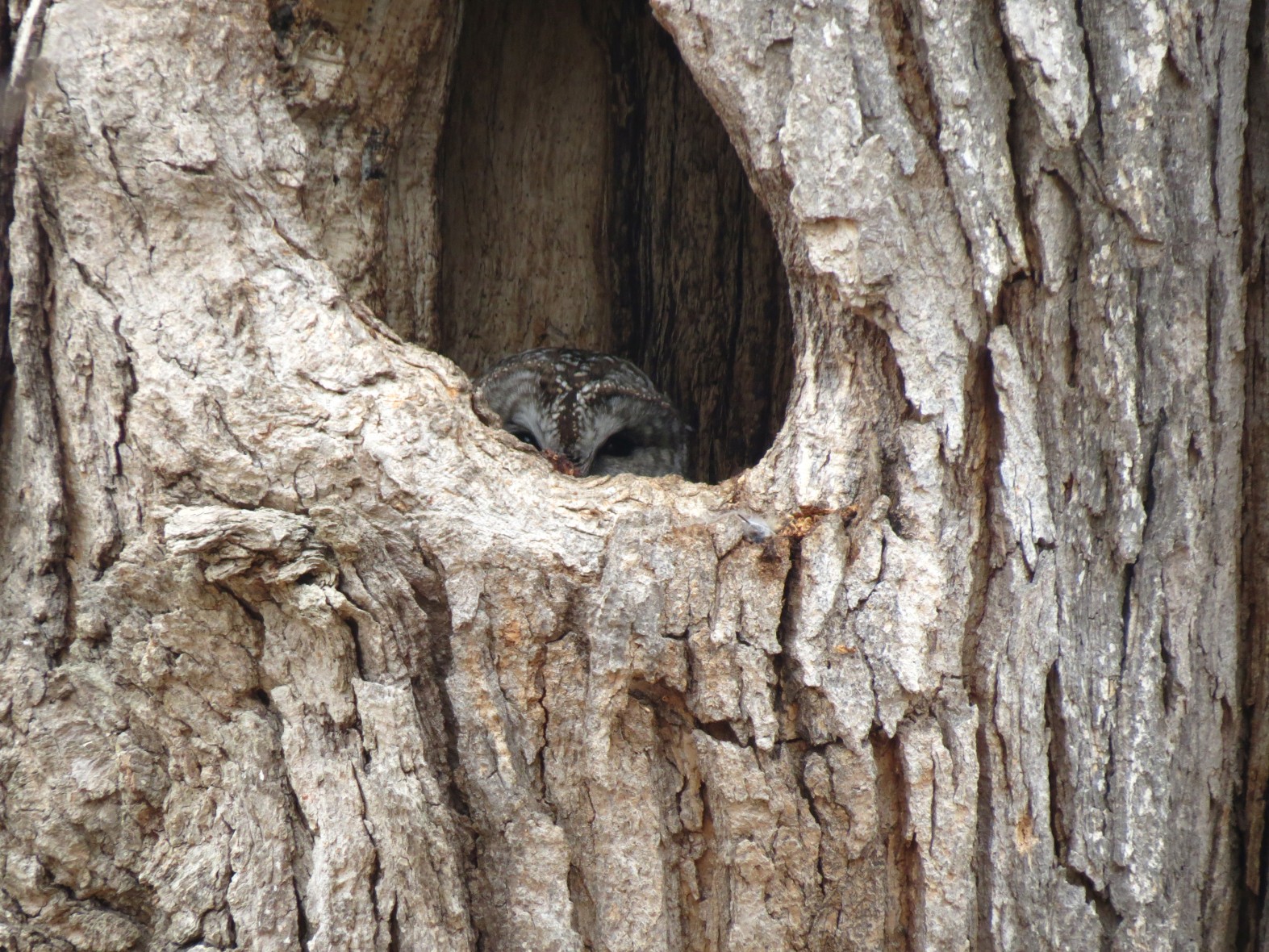 Nesting owl