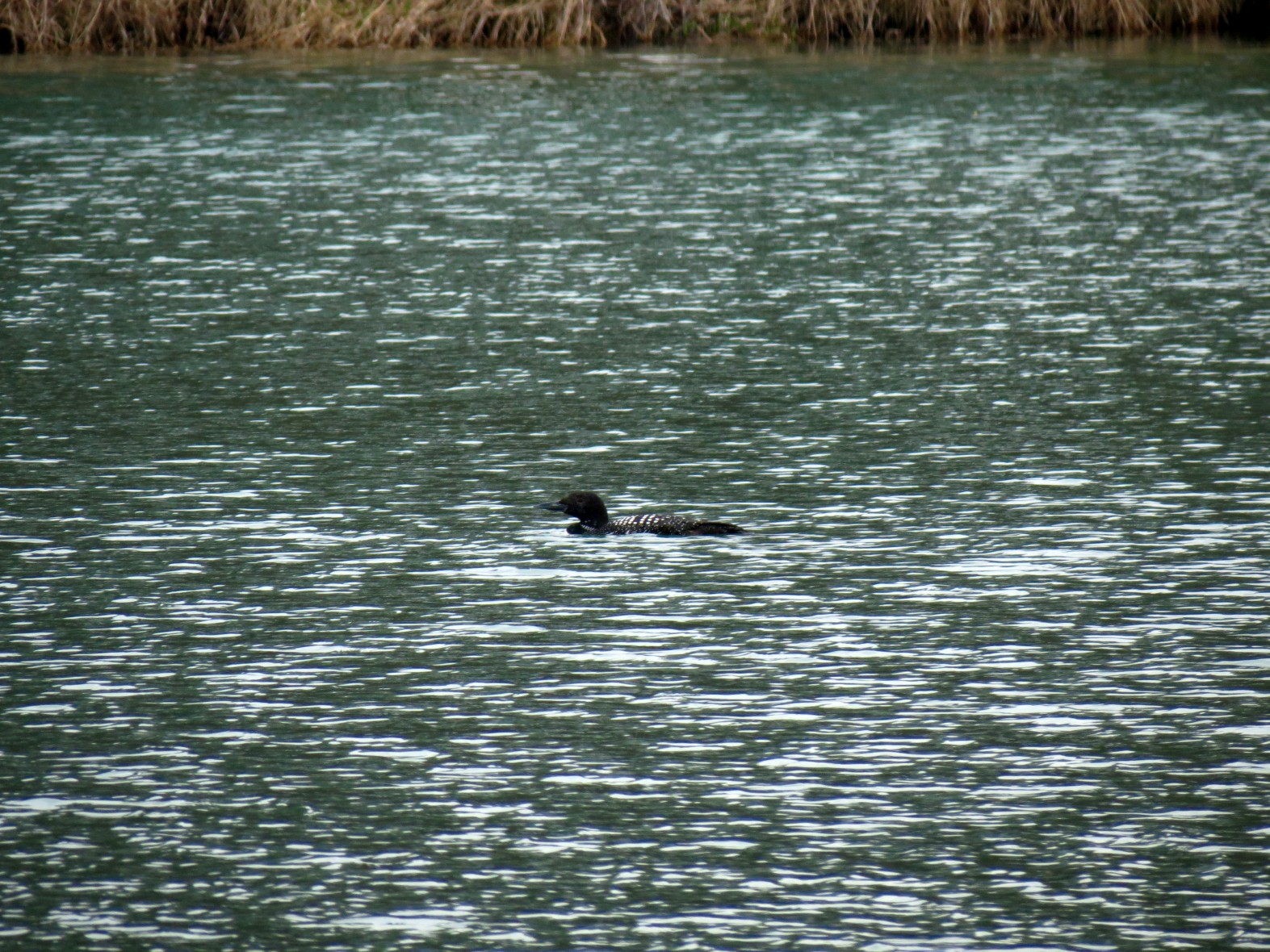 Loon on Loon Lake, only the second time I have seen one there