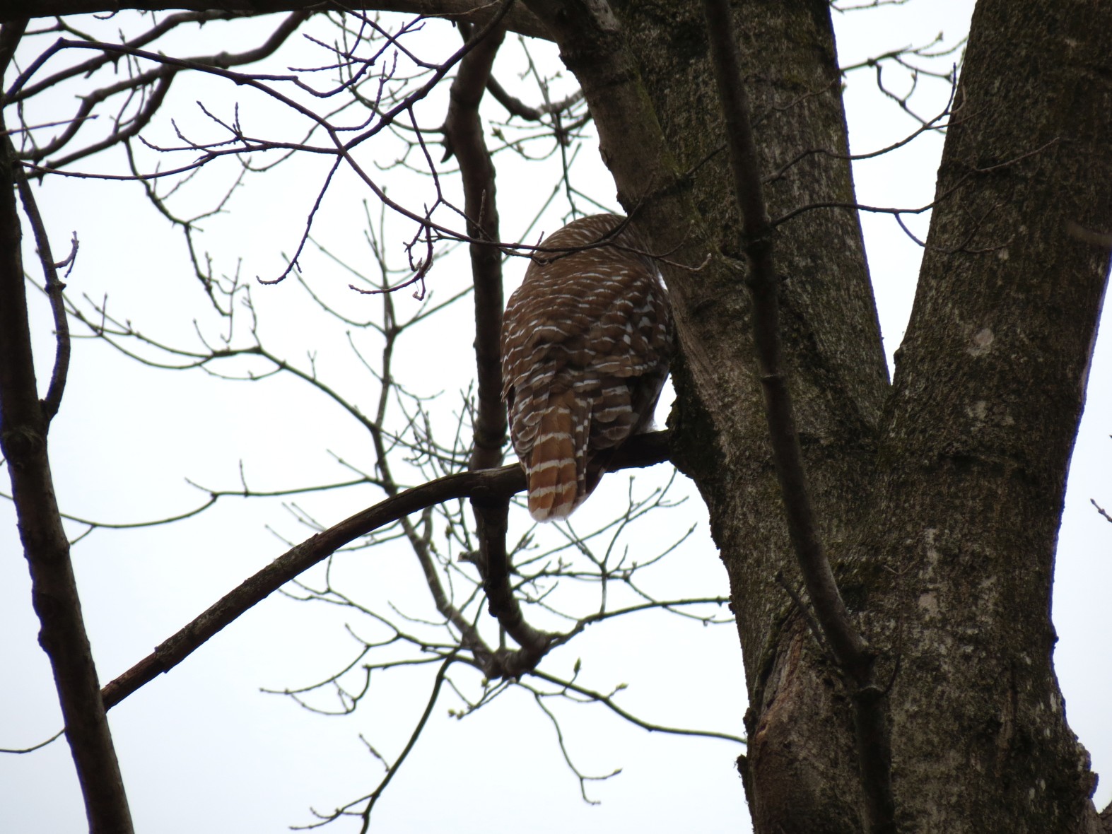 Second owl, perhaps a second nest in that area??