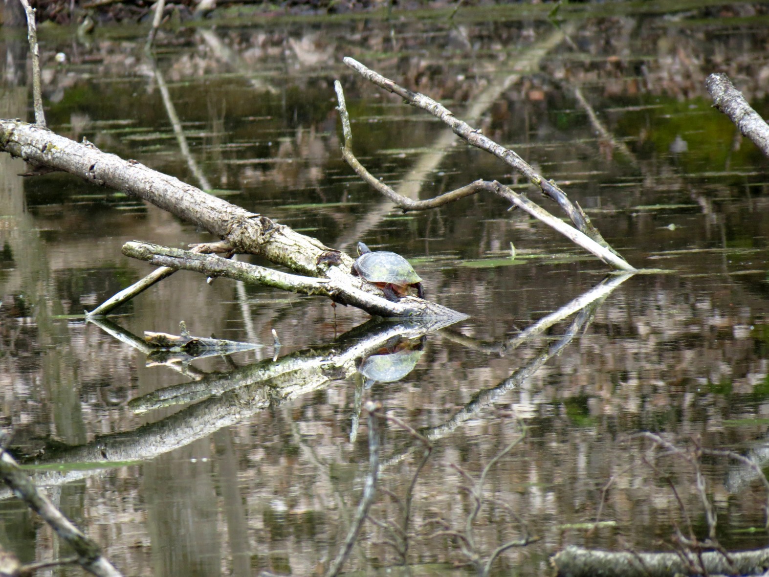Even the turtles wanted their pictures taken.