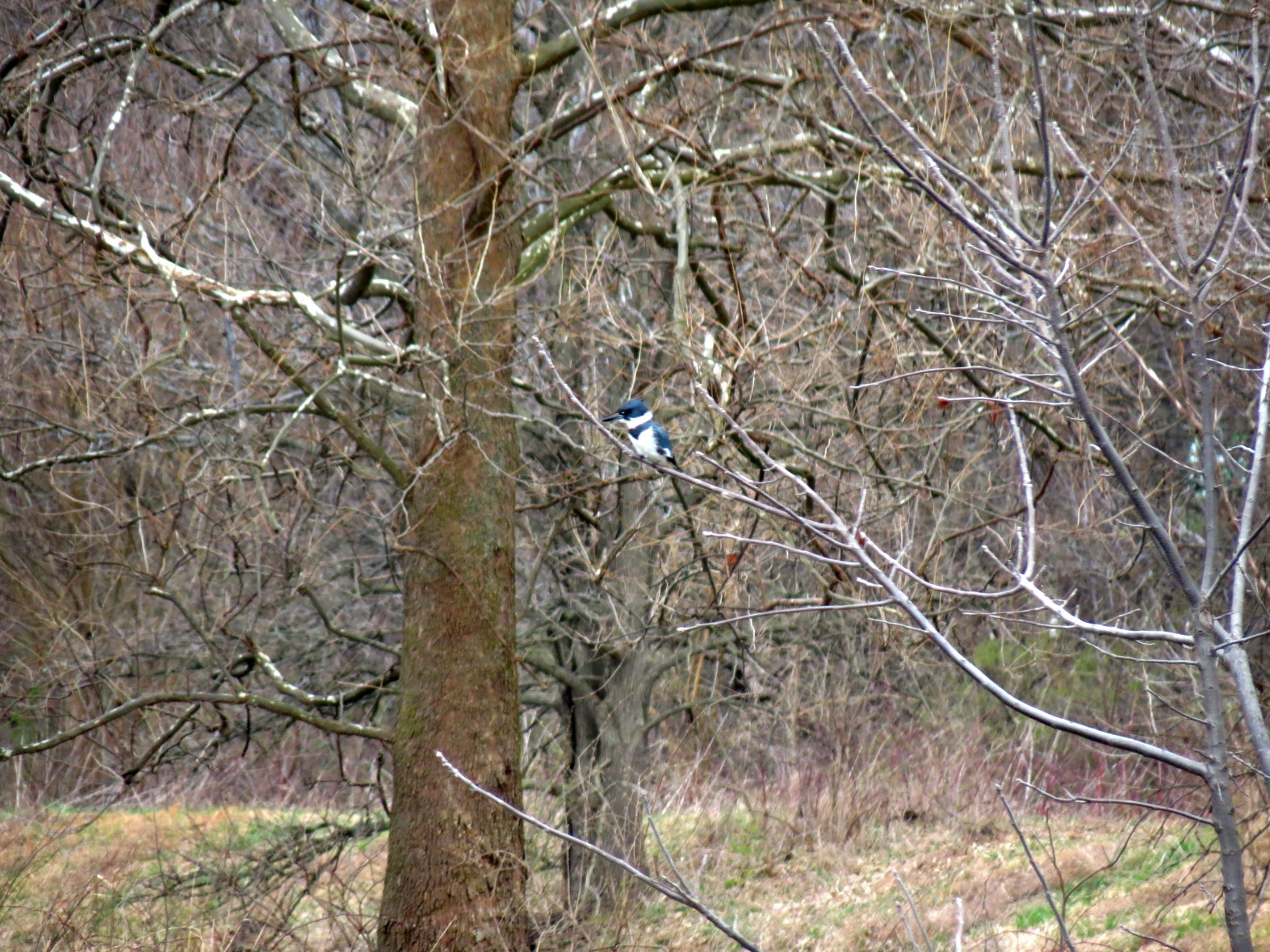 King Fisher, don't see them often here so I hope I got that right.