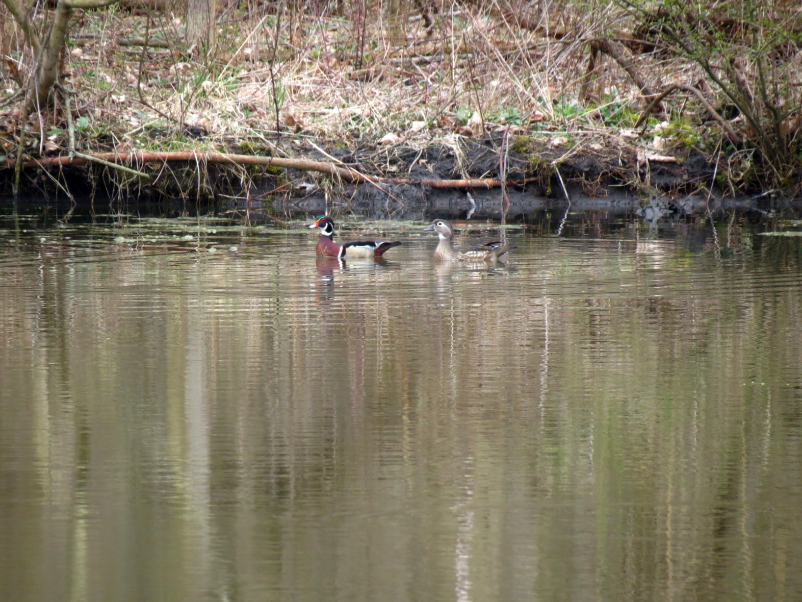 Wood Duck pair, hope they find a spot to nest here at this pond.  Love to see the little ones all following mom around.