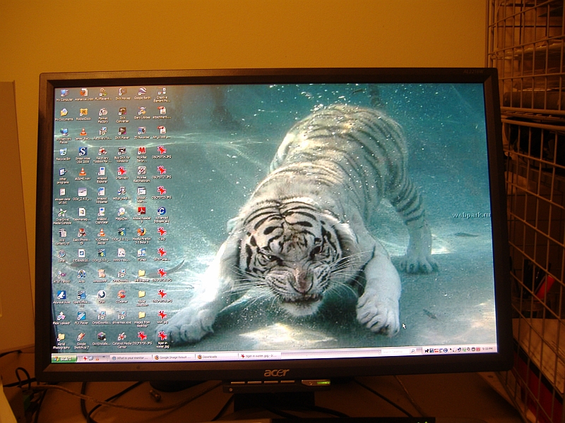 1680x1050 screen with 500x375 tiger.jpg