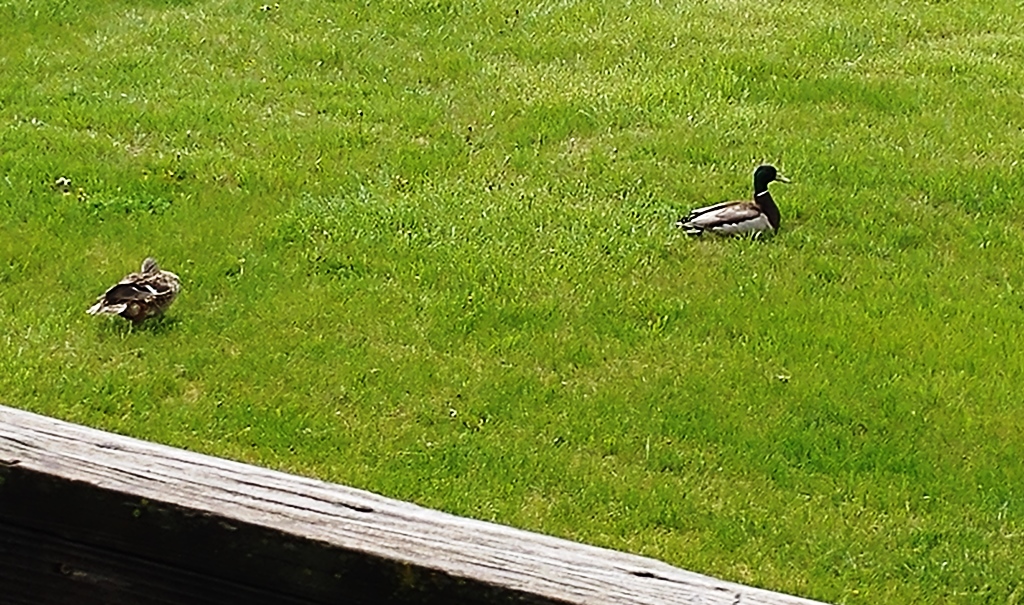 20170420_145936.jpg
