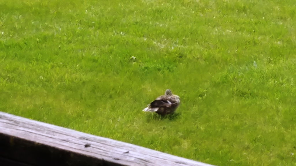 20170420_145955_Burst01.jpg
