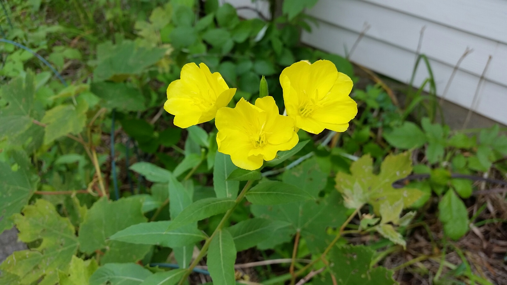 20170807_104435_resized.jpg