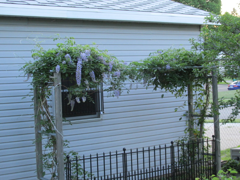 trellis.jpg