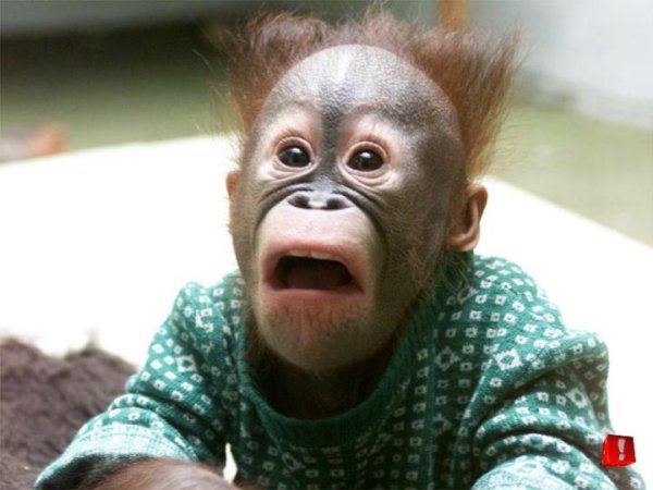 Orangutan mod1.JPG