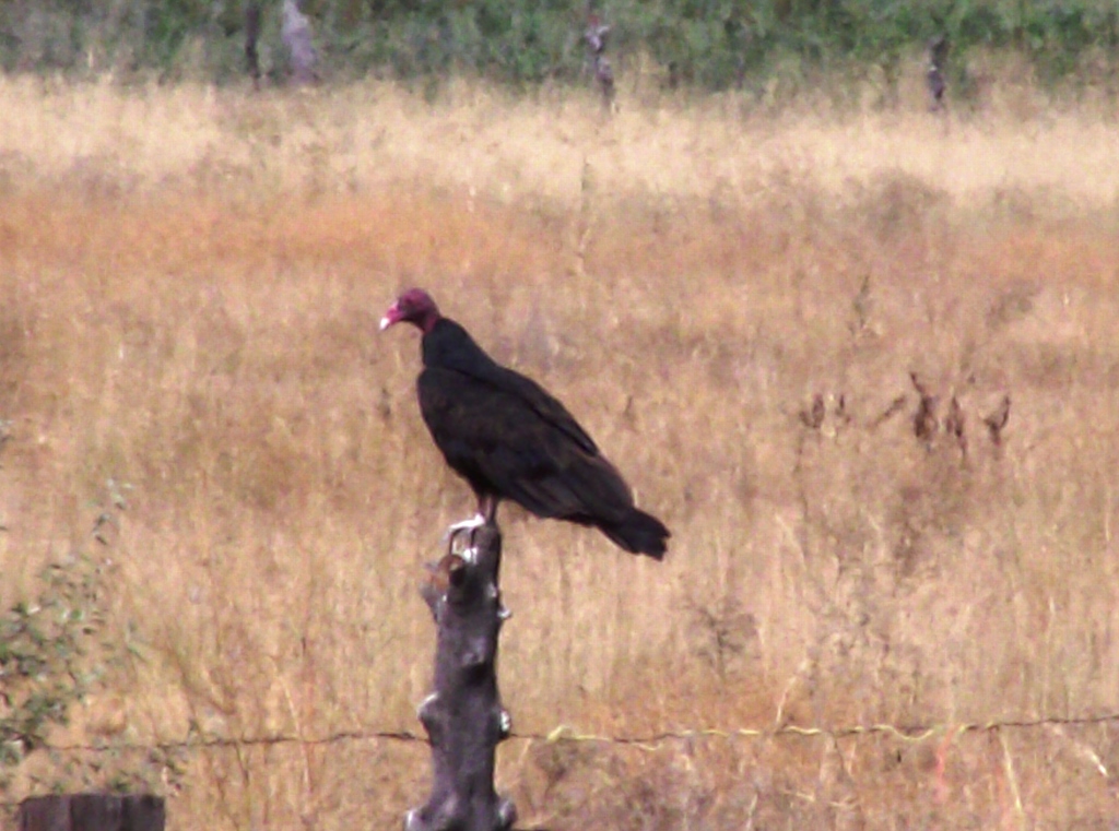 DSCF1783.JPG