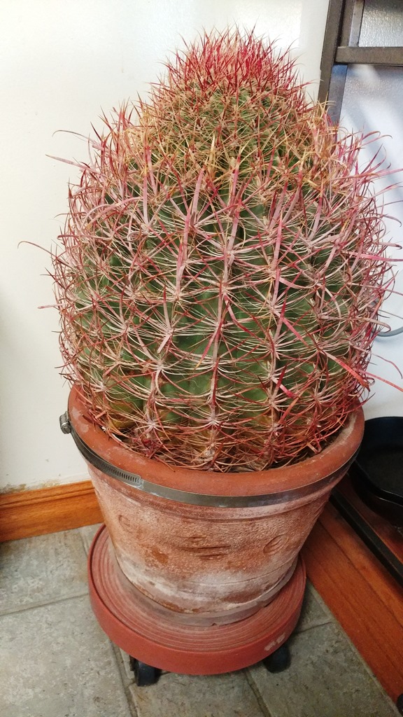 20171123_161229_Burst01.jpg