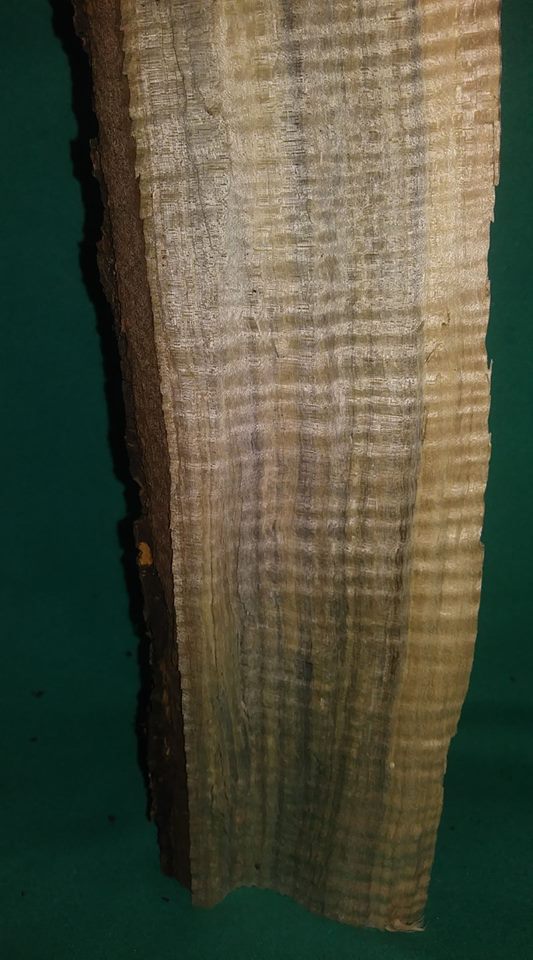 Tiger maple.jpg