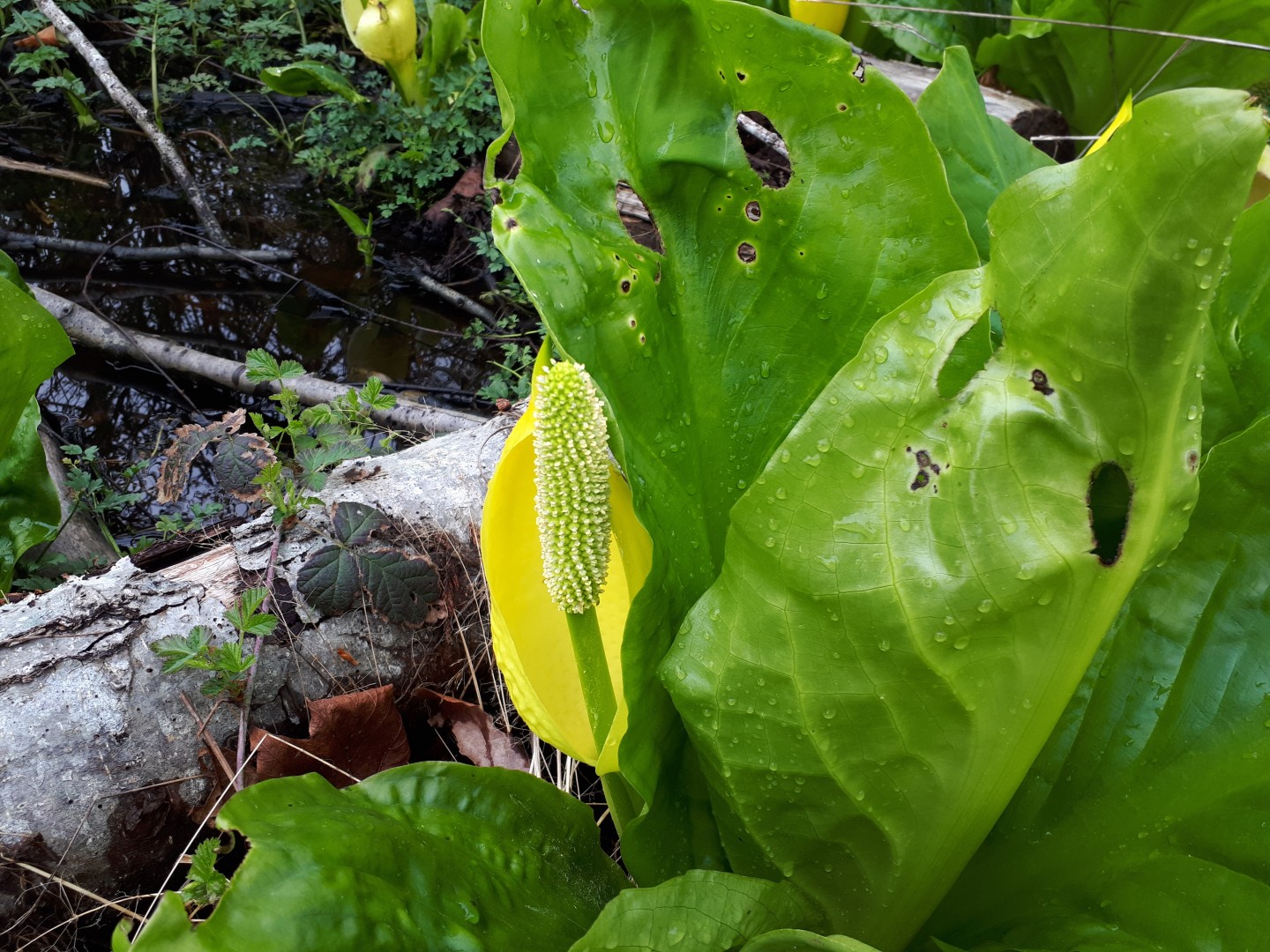skunk cabbage.jpg