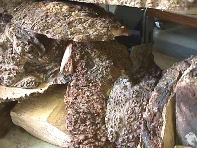 Burl01050898.jpg