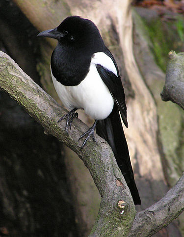 375px-Magpie_arp.jpg