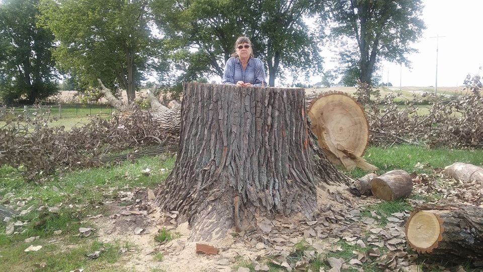Big Cottonwood tree..jpg