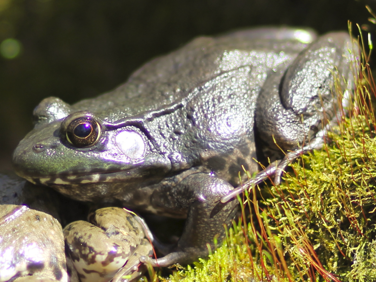Frogs cropped.JPG