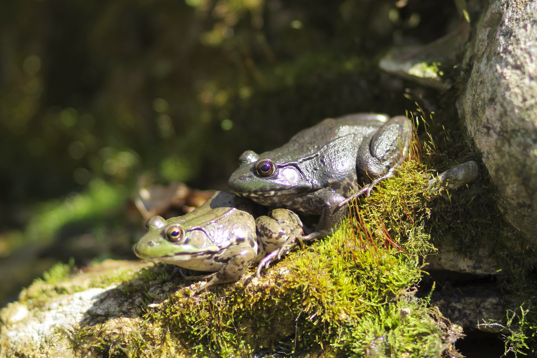 Frogs quality 1.JPG
