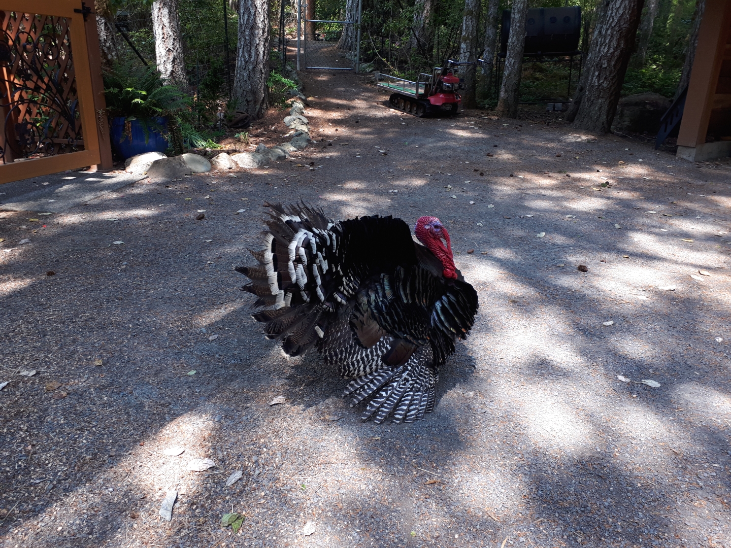turkey.jpg
