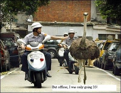 ostrich with text.JPG