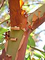 90px-Image-Pacific_Madrone_Arbutus_menziesii_Branch_Fork_2120px[1].jpg