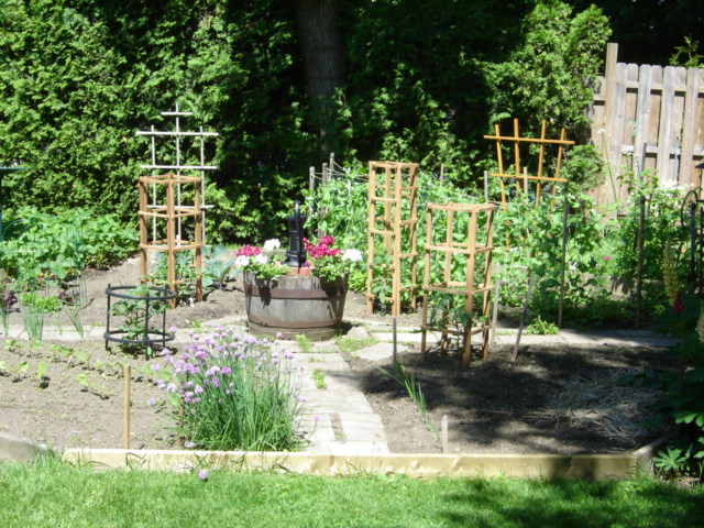 Tomato cages and Trellis.JPG