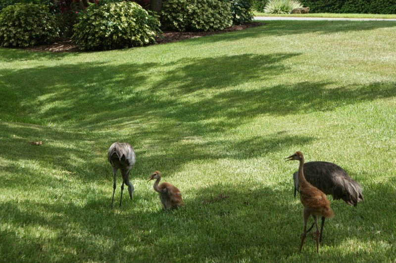 cranes with chicks.jpg