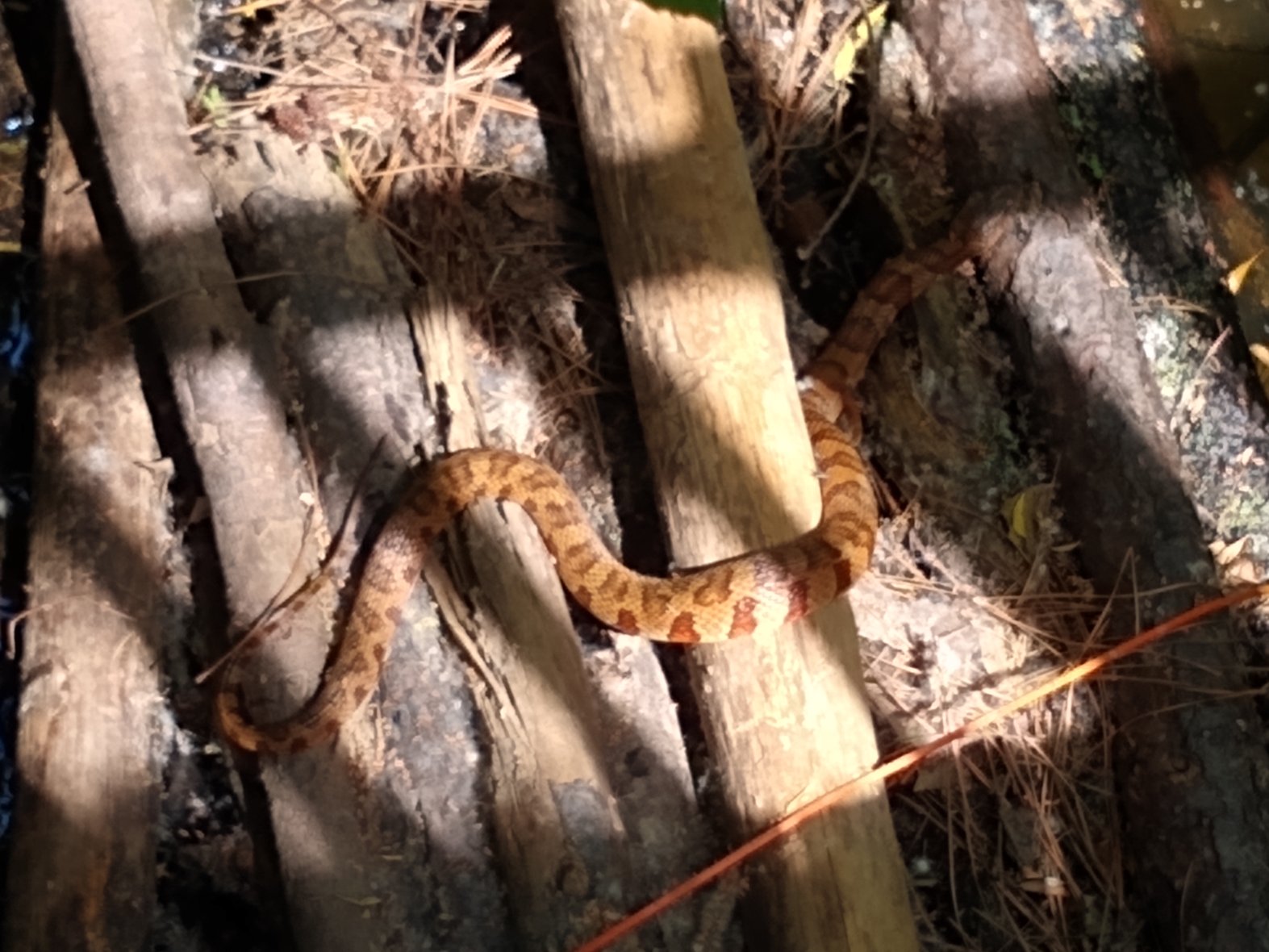 copperhead.jpg