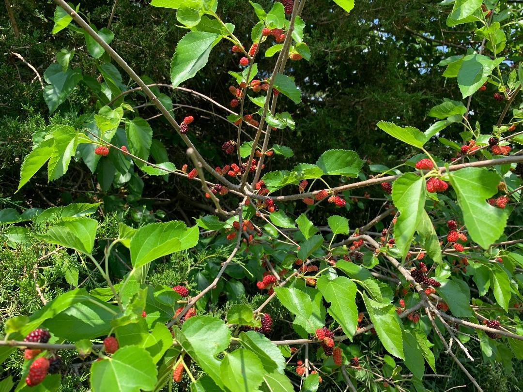 mulberry tree.jpg