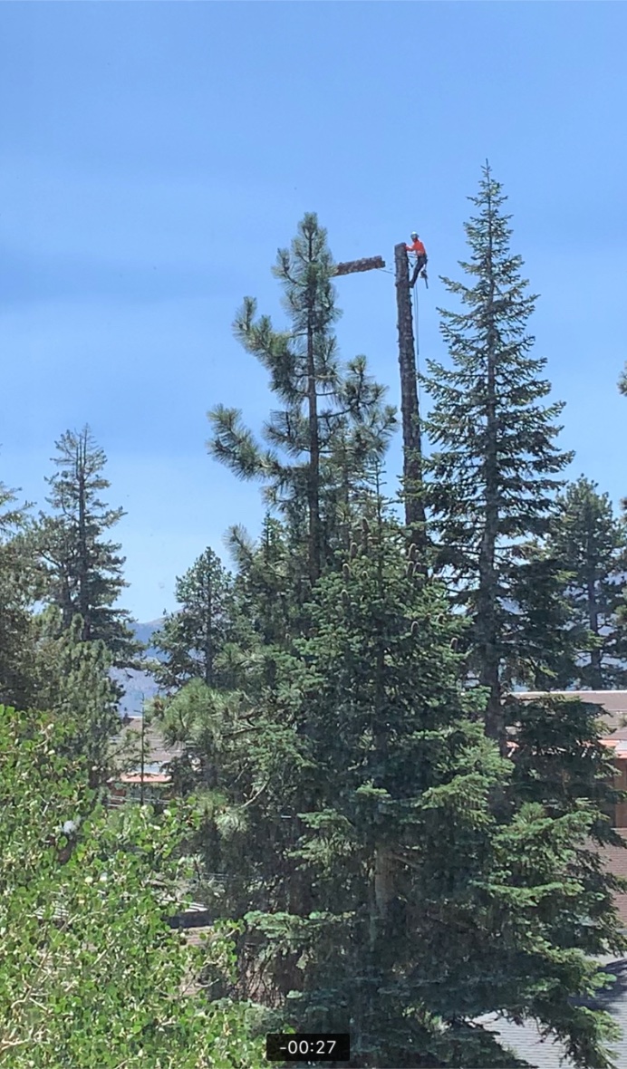 Cutting down a pine tree, 6’ at a time.