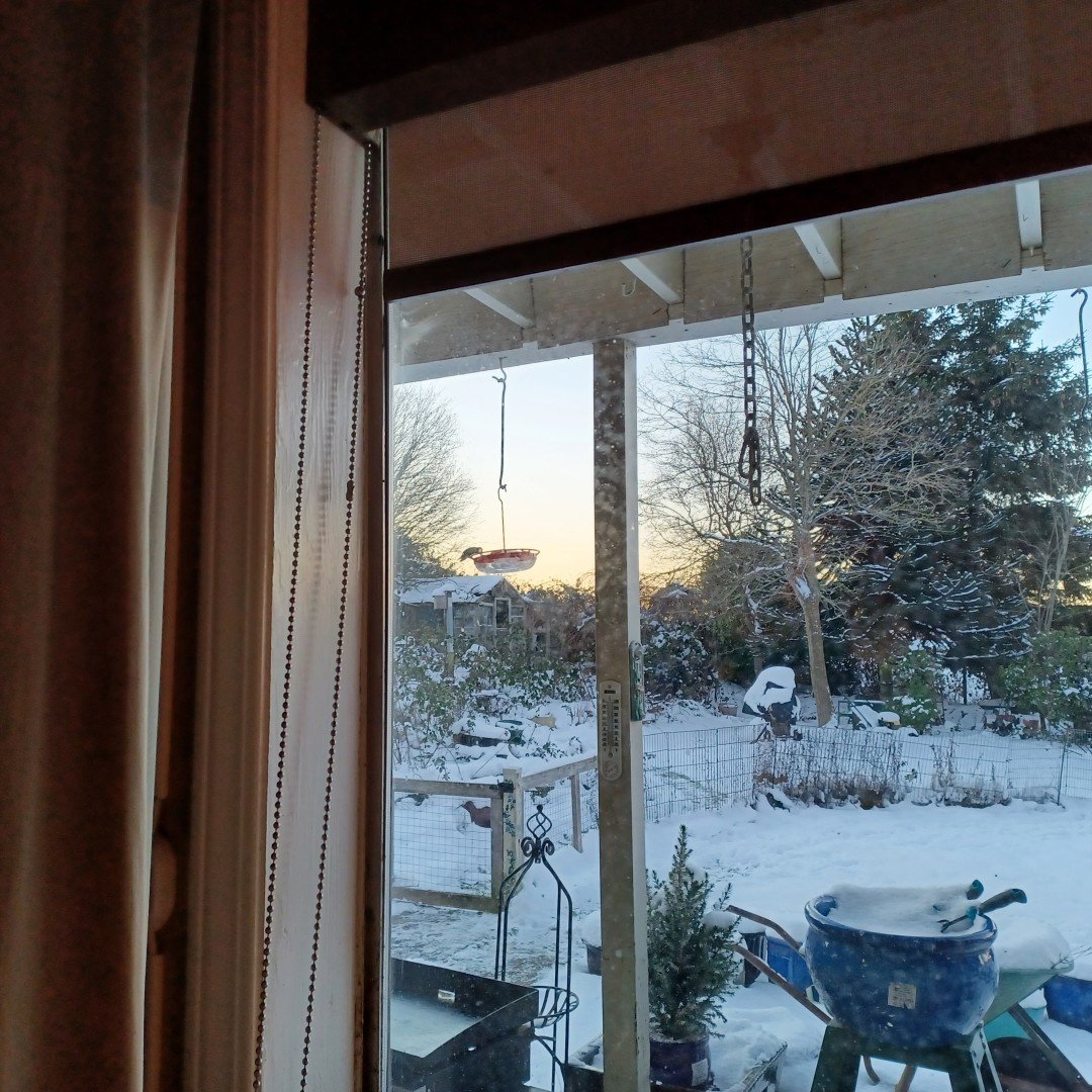 snow hummingbird.jpg
