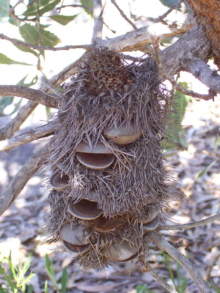 Banksia-01.jpg