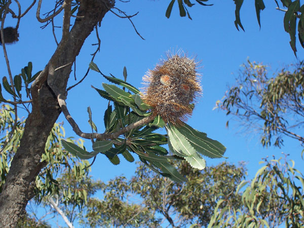 Banksia-02.jpg