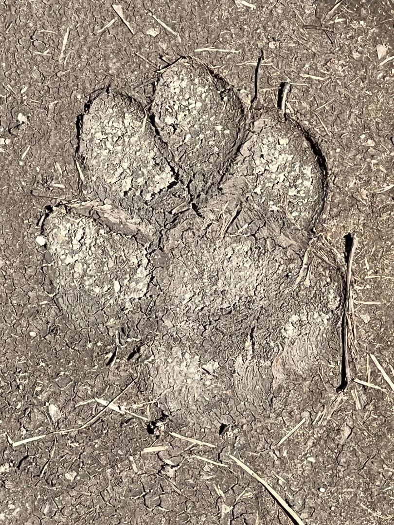 dog print.jpg