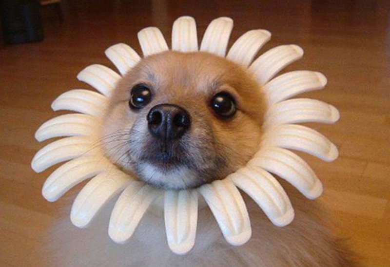 funny-dog.jpg
