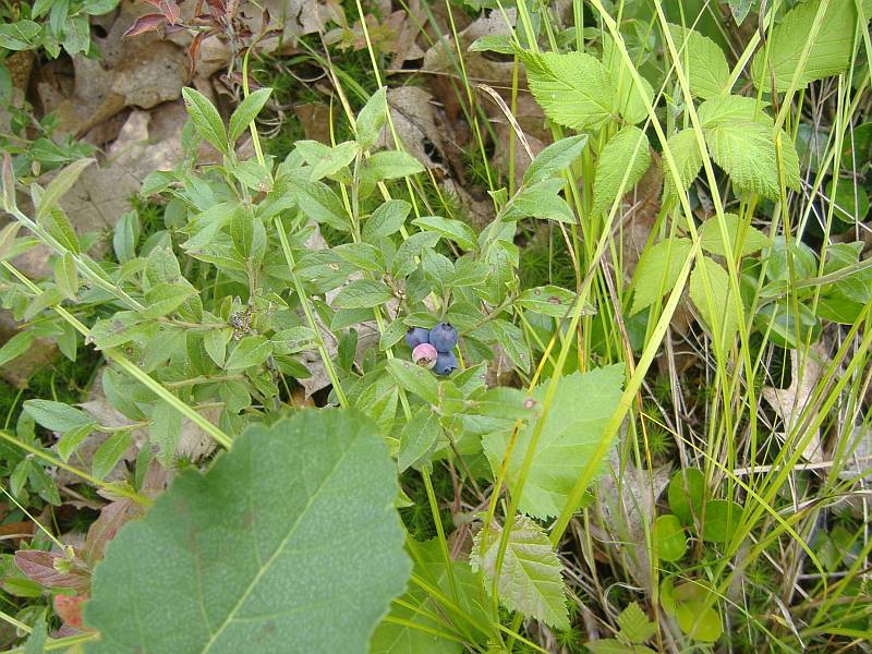 blueberries.jpg